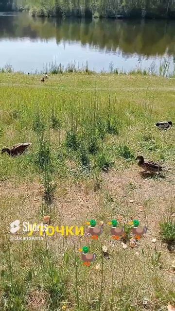 Утки🦆🦆🦆🦆🦆