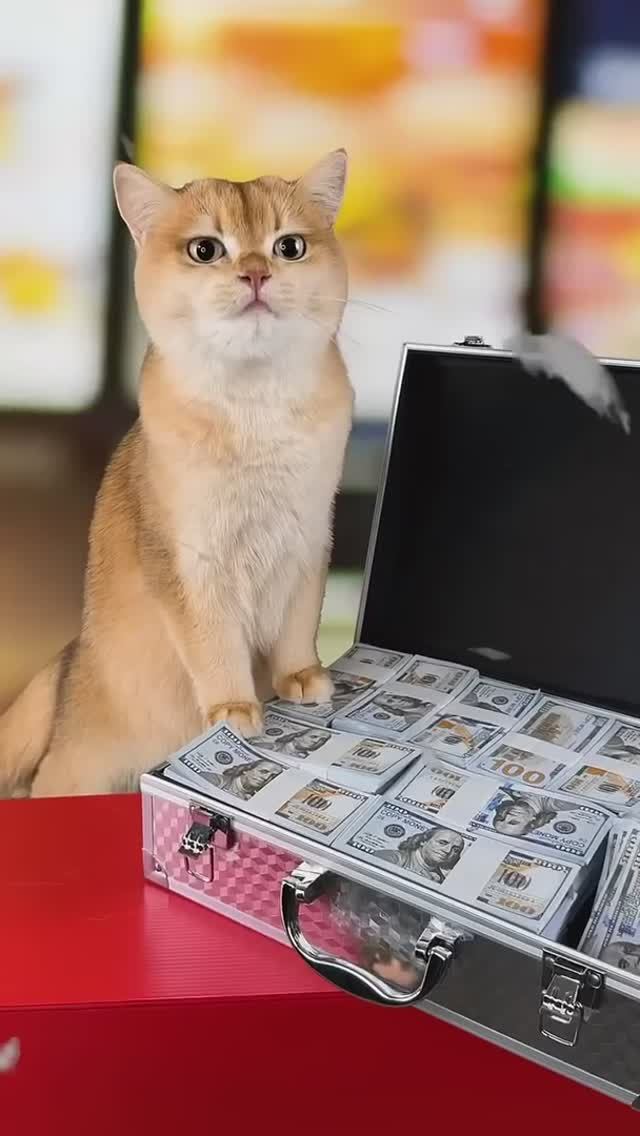 Кот Мося создал свой собственный бизнес 🤑 #кошка #кошки