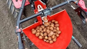 Посадка картофеля 2026