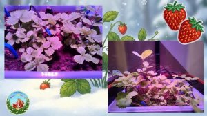 Проект  естественно - научной направленности «Земляника в условиях Крайнего Севера»🌬