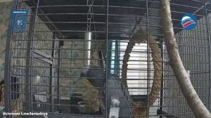 Попугай в Белгороде стал «системой ПВО»
