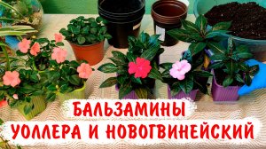 Бальзамин Новогвинейский и Бальзамин Уоллера. Когда лучше черенковать? Как вырастить?