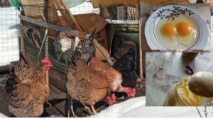 Проверяем яйца, готовим майонез. А курочки греются на солнце.