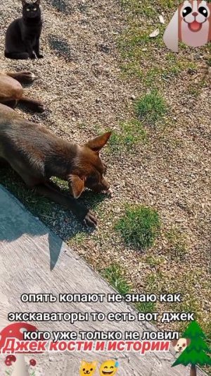 Джек кости и истории-2🐶🐱😅