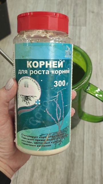 Сделайте так с рассадой Томатов и рассада будет низенькая и жирная!