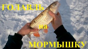 За зимним голавлём на мормышку