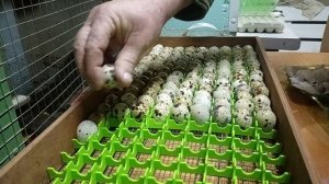 Закладка инкубатора. Радонежский перепел.