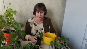 Пикировка перца перевалка перца.