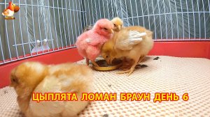 Цыплята Ломан Браун с нуля День 6 - что изменилось за сутки 😄🐥