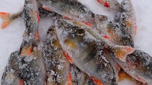 Рыбалка в марте 2026 года на окуня. На что ловить?