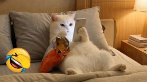 18 минут настоящего кошачьего хаоса. Лучшие смешные кошачьи моменты