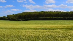 Рок-опера камрада Олега Быкова "Соберём потери без потерь!" Часть 5. Поискологи.