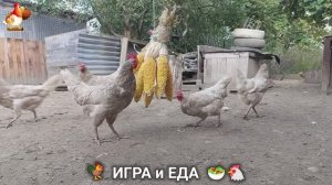 Кормление кур овощами и фруктами для зарядки и от скуки 🥗🐓🤗  (73)