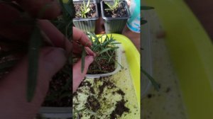 Укоренение розмарина. 2 часть промежуточный результат.