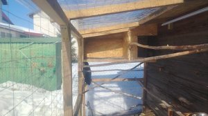 Ворон Гриша 14 марта, с праздником