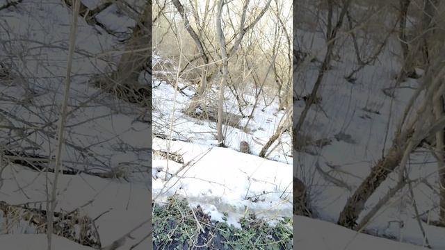 Иду смотреть бобров