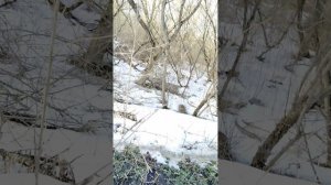 Иду смотреть бобров