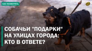 НЕ УБРАЛ "МИНУ" – ПОПЛАТИШЬСЯ! Закон обязует убирать за питомцами / Налог на собак – платят все?