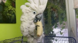 Какадушный Тайсон ушел и всем стало легче, но тут Кеша решил идти РАЗБИРАТЬСЯ с Владом)))