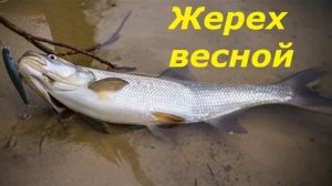 КАК ПОЙМАТЬ ТРОФЕЯ в МАРТЕ? МЕСТА и ПРИМАНКИ для ЛОВЛИ ЖЕРЕХА на СПИННИНГ! СНАСТИ для РЫБАЛКИ ВЕСНОЙ