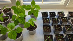 ОБЗОР РАССАДЫ 14 МАРТА 2026. ГНОМЫ, ПЕРЦЫ, ПЕТУНИИ, БАКЛАЖАНЫ.