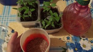 2285.  Мой особый способ пикирования перцев. ВПЛ, 17г