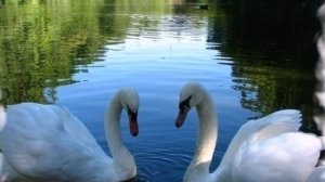 Ульяна Воробей - Лебединая верность