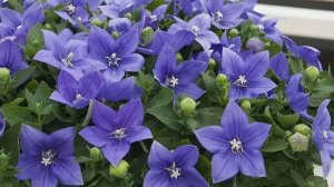 ПОСЕЙТЕ ЭТИ ЦВЕТЫ В МАРТЕ! Красивые цветы из семян, украсят цветники и дорожки в саду