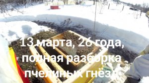 13 марта 26 года, .Полный осмотр пчелиных гнёзд.