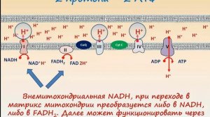 Митохондриальная дисфункция в критич состояниях Афончиков В..С.