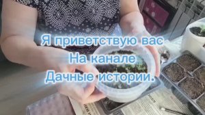 Весна в городе. Пикирую землянику. Любуюсь рассадой.