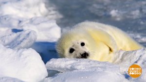 Летим в гости к белькам! Доброе утро. Фрагмент выпуска от 14.03.2026