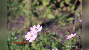 Медитация 00016