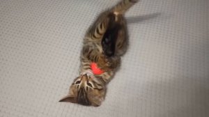 Кошки и их звуки для детей. Развивающее видео о кошках