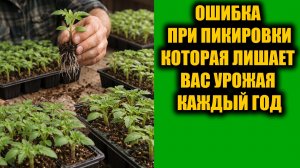 Не пикируйте томаты, перец и огурцы пока не посмотрите это видео!