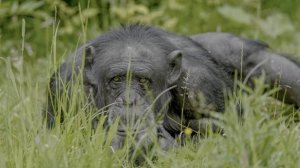 HDR раскрывает природу: животные как вживую