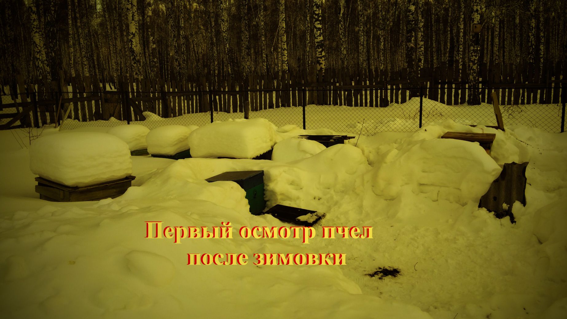 Первый осмотр пчел после зимовки