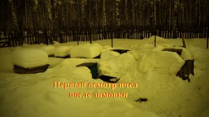 Первый осмотр пчел после зимовки