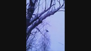 Белка упала с дерева The squirrel fell from the tree