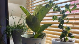 Комнатные растения.Обзор всех моих растений в Доме.