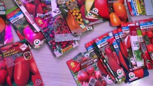 Ищу кота  О сортах томатов на 2026 год