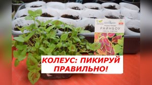 Заглубляй, не бойся! Секрет мощного колеуса.