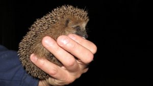 Наши друзья - ежи