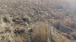 Р.п. Таловая, МИКРОРАЙОН Солнце, луг затопило, утро 15-03-2026