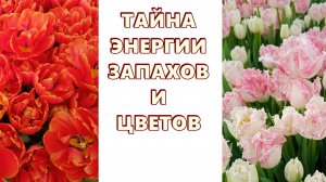 71 #ТАЙНА #ЭНЕРГИИ #ЗАПАХОВ И #ЦВЕТОВ #ИССЛЕДОВАНИЕ #РЕГРЕССИВНЫЙГИПНОЗ