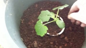 Кабачок Кавилли 15.03.26(посев 19.02.26)