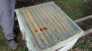 14 марта Осмотр пчелосемей