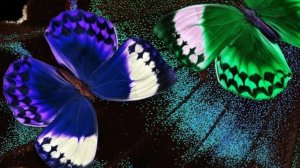 Бабочка весна рисуем вместе раскраски Видео для детей детские рисунки учимся рисовать
Видео для дет