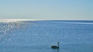 День выдался чудесным/ а белый лебедь на пруду🤩