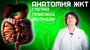 Глотка. Пищевод. Желудок. Анатомия органов ЖКТ. Анатомия Лекция. Аиф Для Всех